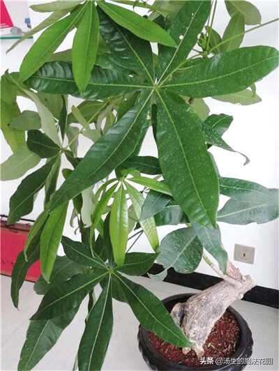 发财树不能种太深,发财树养得不壮寓意