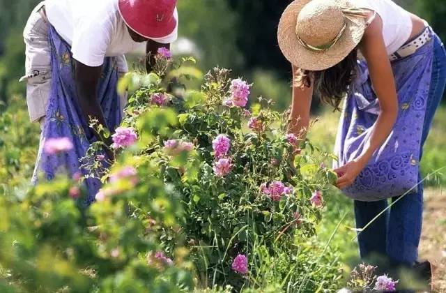 世界香水之都,法国最好的香水镇