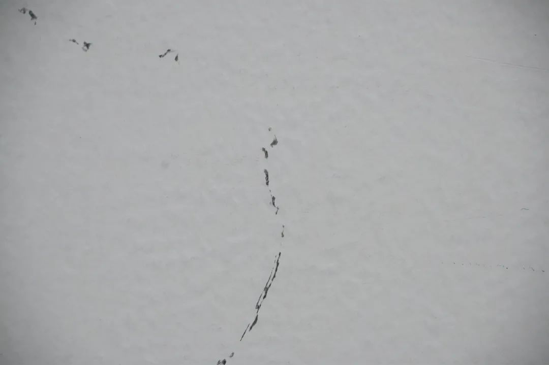 尼康z50配dx镜头,尼康zdx镜头