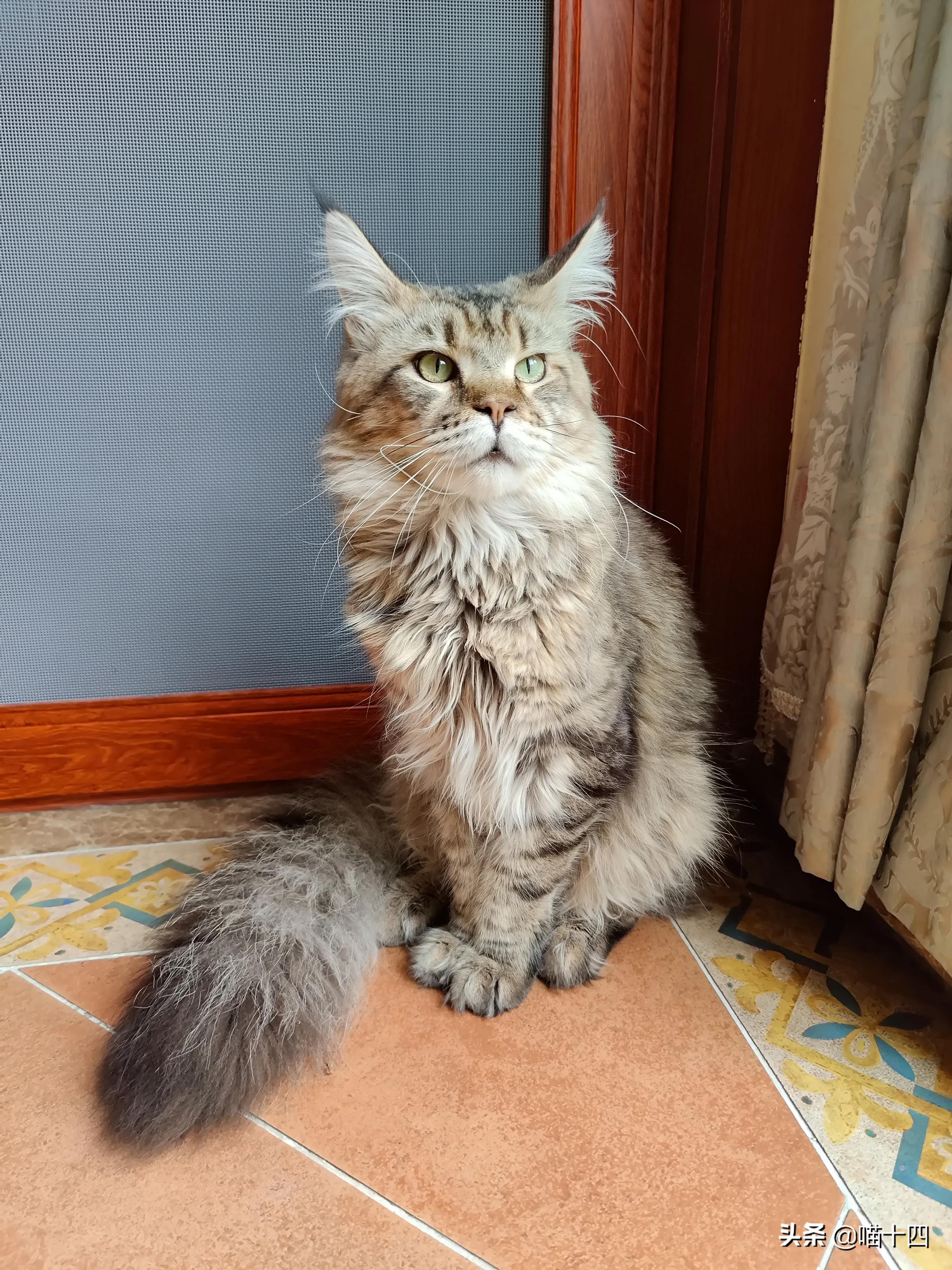 别让宠物医院榨干铲屎官的钱包——小毛病,不求人「外创篇-下」