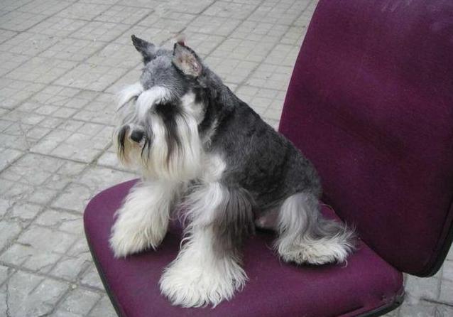 爱干净又好养的狗排名前十,最好养的狗又干净又不掉毛不乱叫