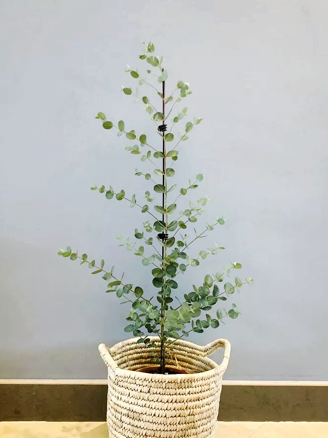 尤加利叶的养护知识,花店的尤加利叶要怎么养护