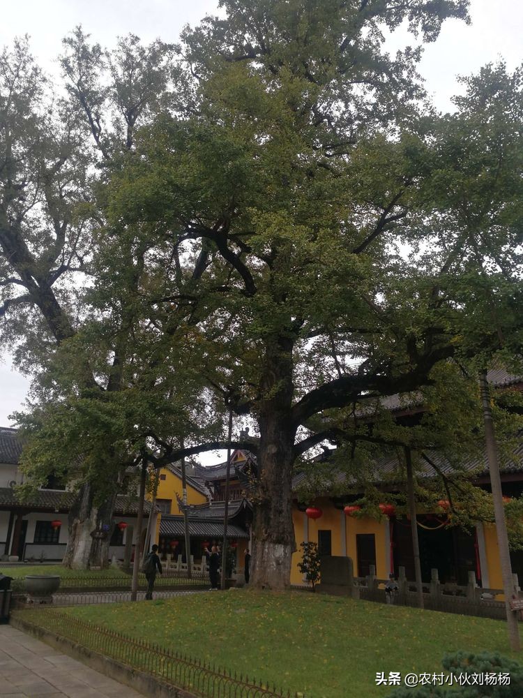 奉化溪口一日游攻略,奉化溪口一日游旅行社跟团多少钱