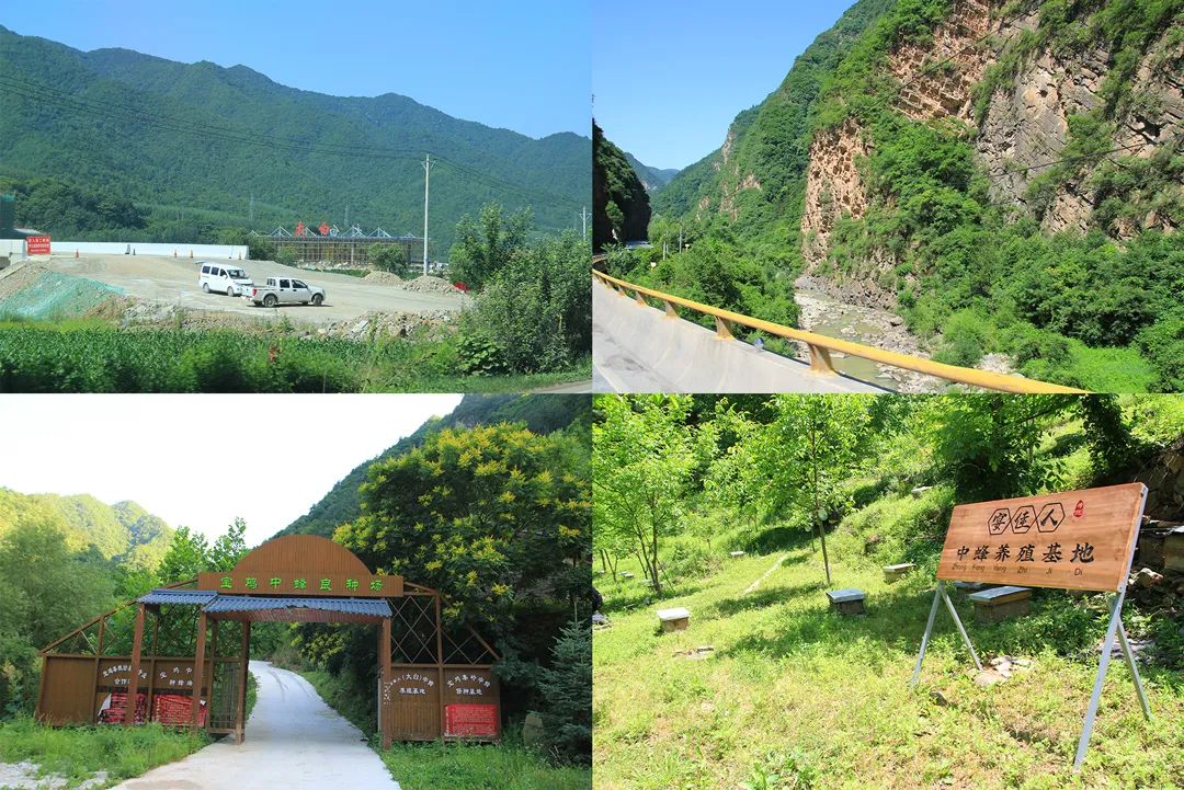 学会这3个小方法轻松买到真蜂蜜,一分钟带你如何辨别蜂蜜