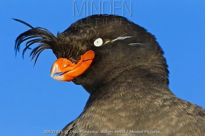 有妹撩妹，无妹防虫，鸟儿的橘味香水这么神奇呢？