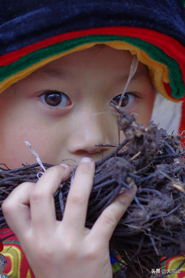 神奇的“黑根”,德昌端午节寻常百姓家药膳必备