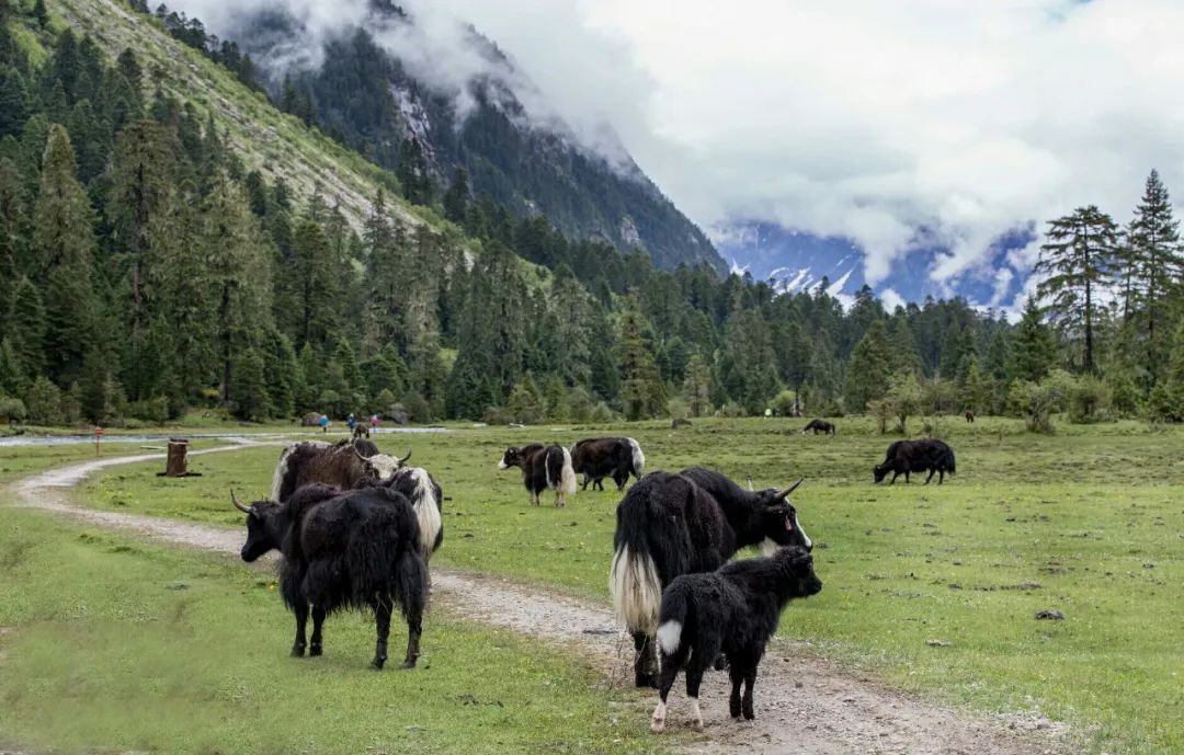 巴松措最近期攻略,巴松措可以开进去吗