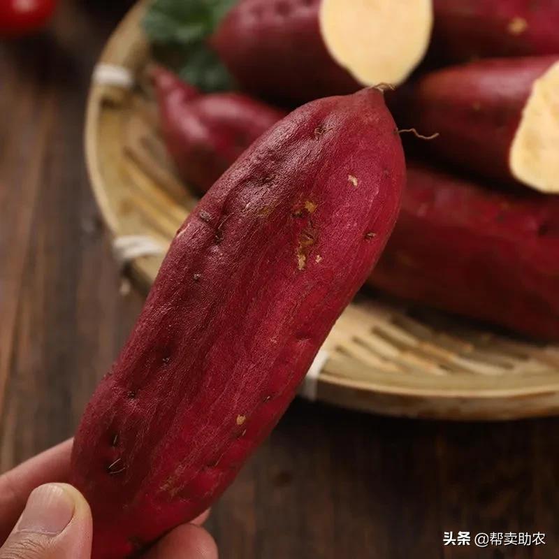 天目山小香薯软糯香甜无筋无丝,正宗临安天目山小香薯5斤25个左右