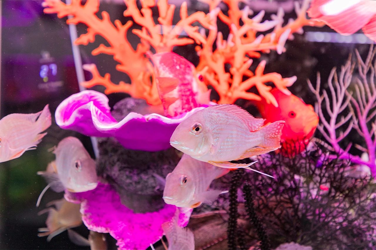 深圳旅游好去处推荐,深圳宝安区周末休闲浪漫好去处