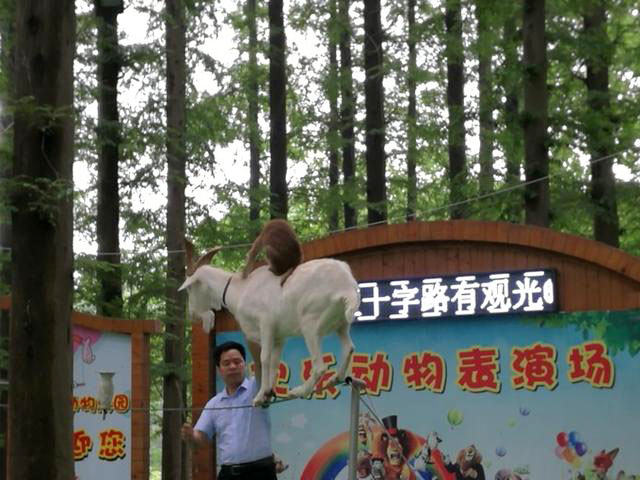 开封自驾日照途中好玩的地方 (开封附近一日游自驾游推荐)