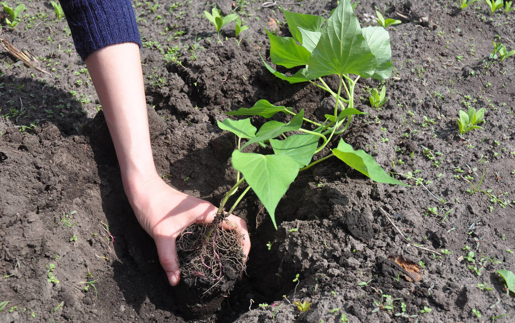红薯在什么时候栽种最合适,红薯栽种方法与时间