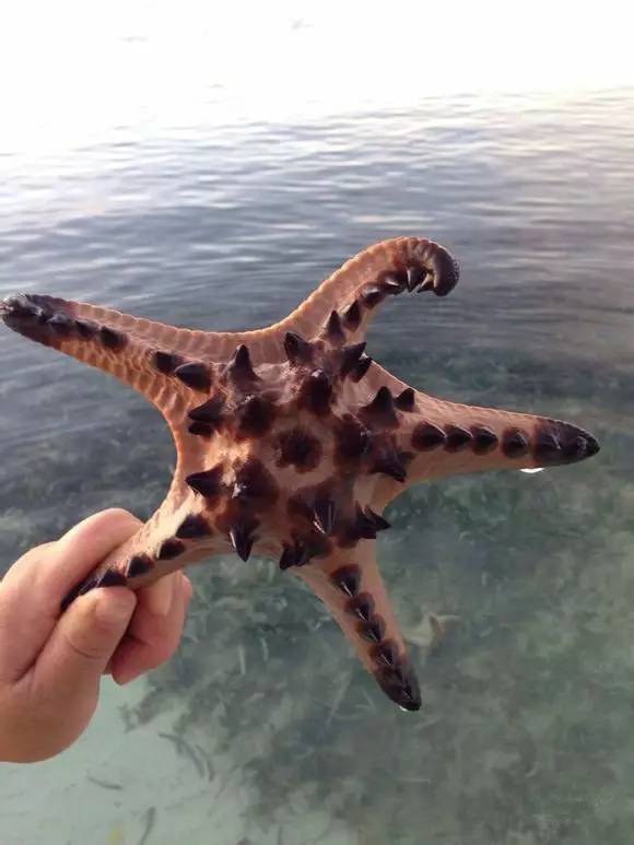 史上最全海鲜视频,史上最全海鲜贝类大全