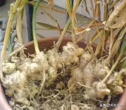 生姜盆栽的最佳时间,盆栽生姜的全过程