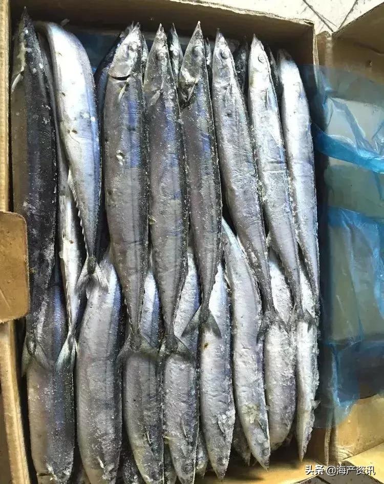 海鲜市场这4种鱼人工无法养殖,海鲜市场适合养什么鱼