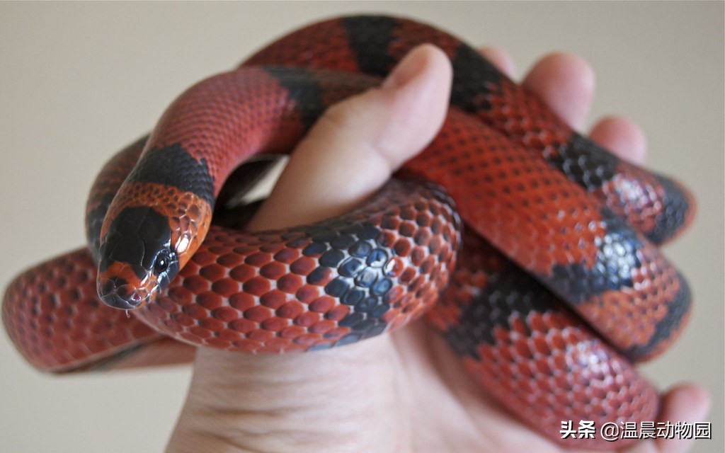 养蛇技巧和注意事项,养蛇的方法与注意事项