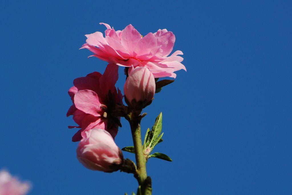樱花季怎么能少得了专属樱花,四月开花的樱花有哪些
