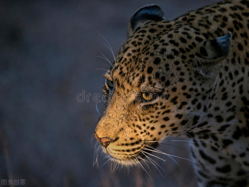 老鹰捕杀豹子幼崽视频,老鹰捕猎花豹幼崽被豹妈发现