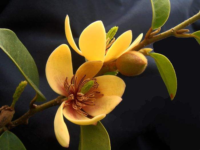 养白兰花的技巧,养金桂的正确方法