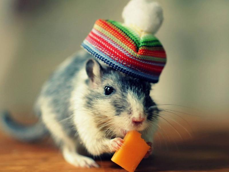 适合学生党养的宠物要便宜又可爱,适合学生党养的宠物便宜好养