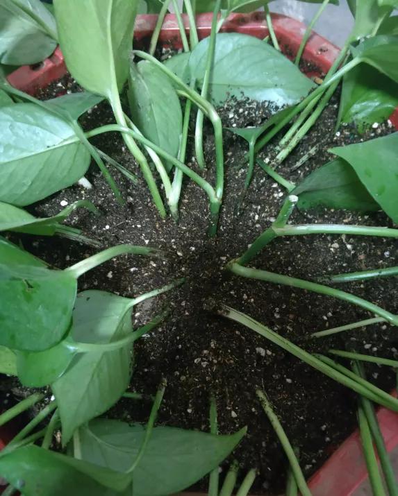 绿萝的生长过程有黄叶正常吗,绿萝黄叶的正确方法