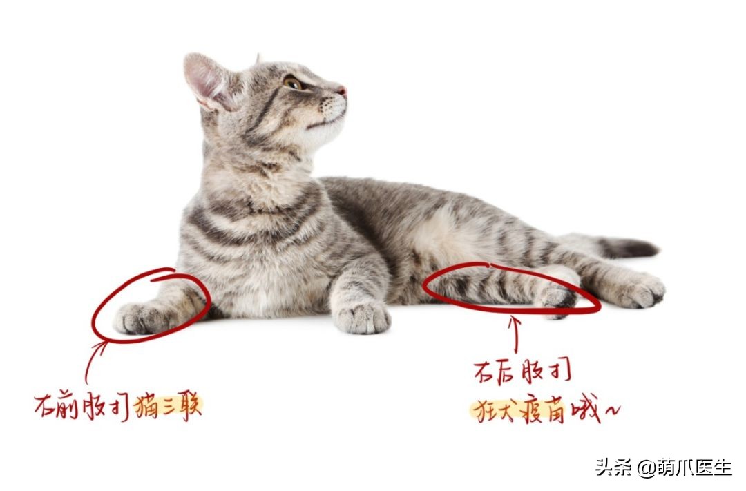 给猫打针避免打到神经,给猫打针要不要消毒