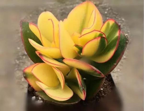 落日之雁多肉怎么养,新花月锦老桩落日之雁多肉植物