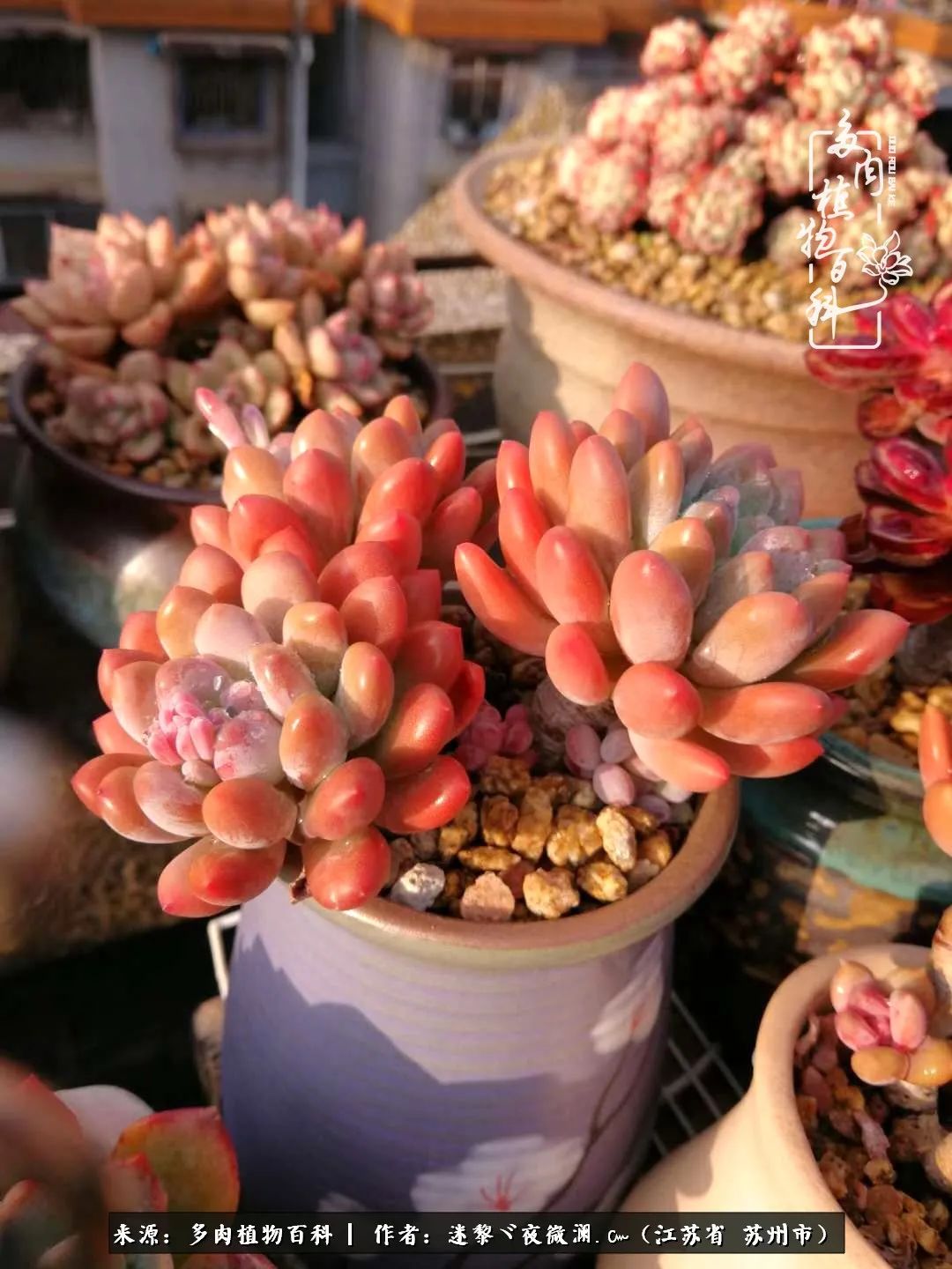 围观多肉版武林大会，一起穿越吧,下