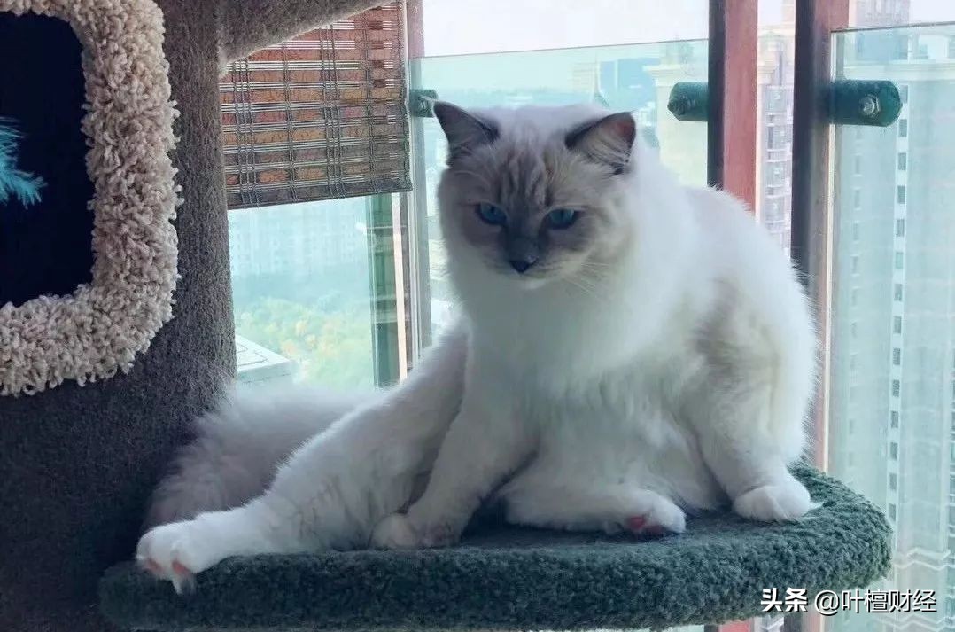 专业投资者需要合格投资者认定吗,合格投资者认定条件包括投资经历