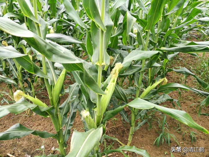 施用除草剂什么时候效果最好,苗前除草剂的效果受哪些因素影响