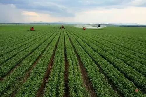 中国大豆产量最大的省,中国大豆种植大县