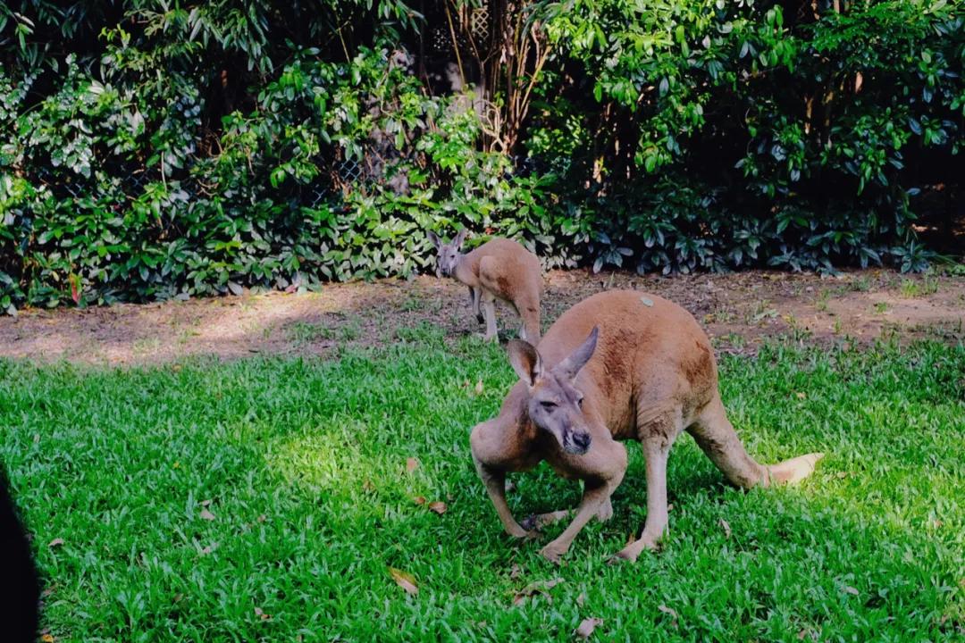 广州长隆攻略注意事项,广州长隆优惠攻略