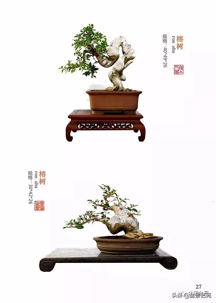 陈文图榕树欣赏,陈文图盆景