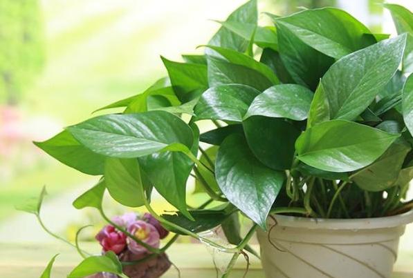 绿萝需要什么样的肥料才能够旺盛,绿萝用什么肥料养才能更旺盛