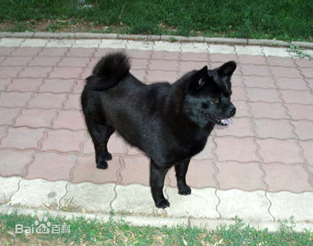 宠物狗小型犬品种排名大全及图片,性格温顺的小型犬有哪些