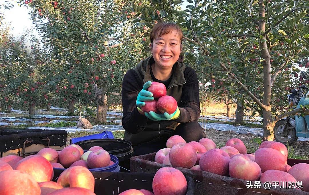 又香又脆又甜的苹果,好吃的苹果又脆又甜青苹果