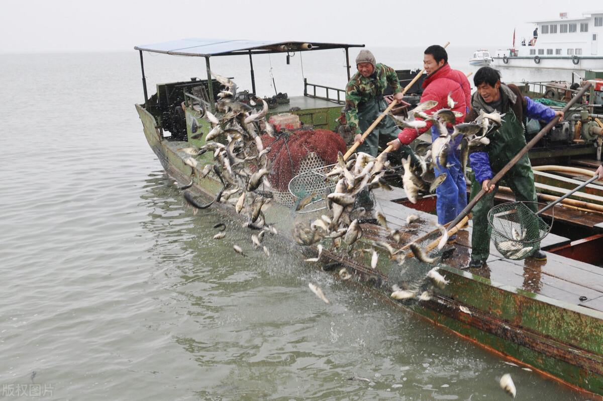白鲢和花鲢哪个更好养,白鲢跟花鲢哪个更好钓