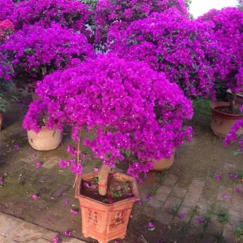 绿萝文竹总发黄1招让它绿油油,植物叶子全部发黄怎么办