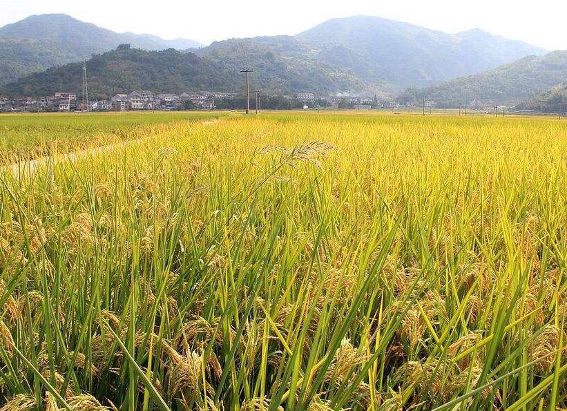 黄河诗七首,《黄河》诗