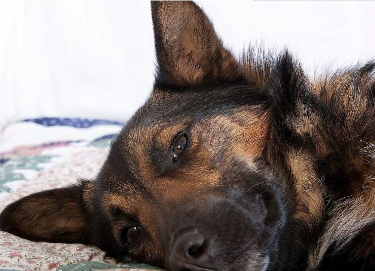 德国牧羊犬优点和缺点,德国牧羊犬的优点和缺点大揭秘