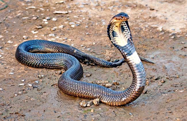 三种野生蝙蝠不能吃,十大不能吃的野生蝙蝠