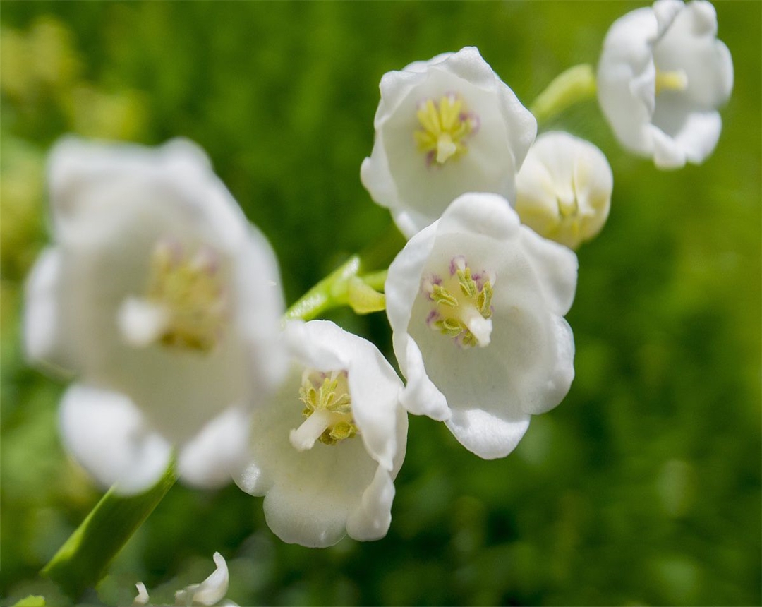 铃兰怎么养才能养好,铃兰盆栽的种植方法和技术