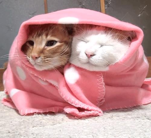 冬天农村猫咪如何过冬,冬天猫咪怎么过冬