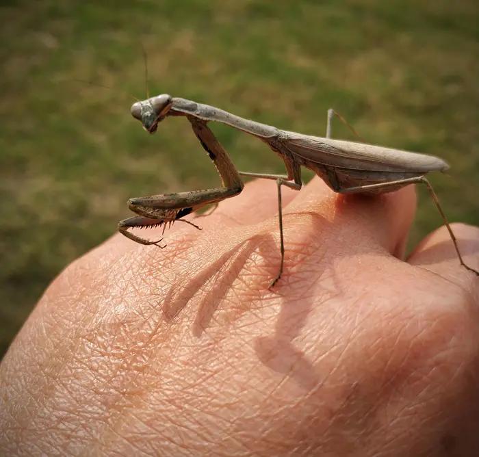 装死的螳螂,伤感的螳螂