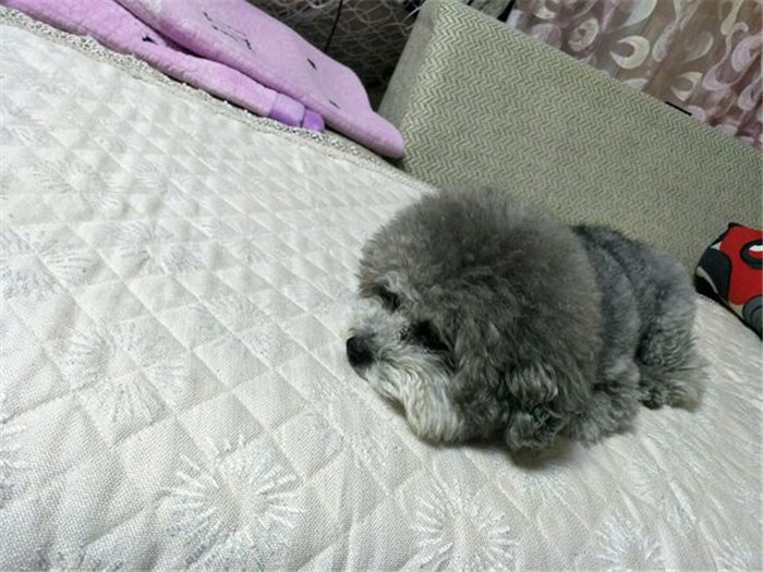 辟谣，铲屎官护手霜却是狗狗“毒药”？请避免爱犬接触木糖醇制品