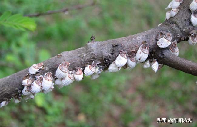 治疗蚜虫介壳虫粉虱用什么药,强抗性蚜虫用什么农药最好使