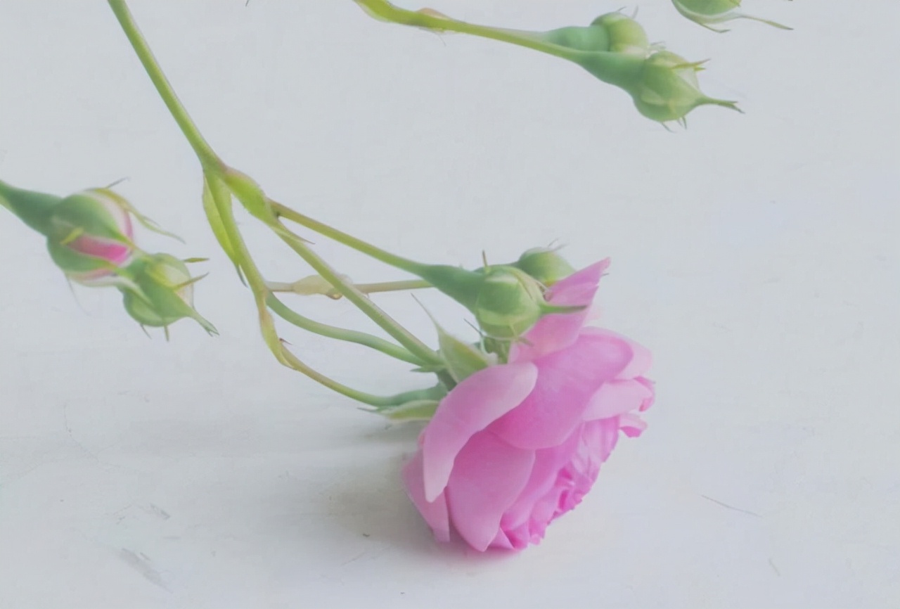 坚持丁克的9年,坚持丁克的人老了过得怎么样