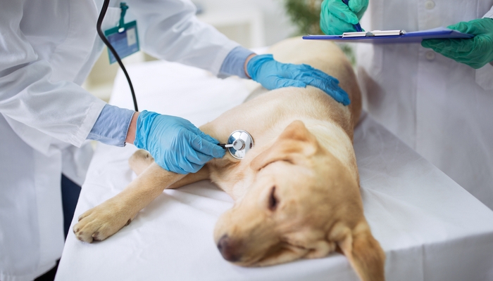 狗狗膀胱结石手术后怎么恢复,狗狗得膀胱结石怎么办