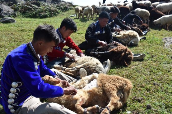 “尼牧哟莎茨”——剪羊毛节金阳彝人盛大的畜牧文化节日