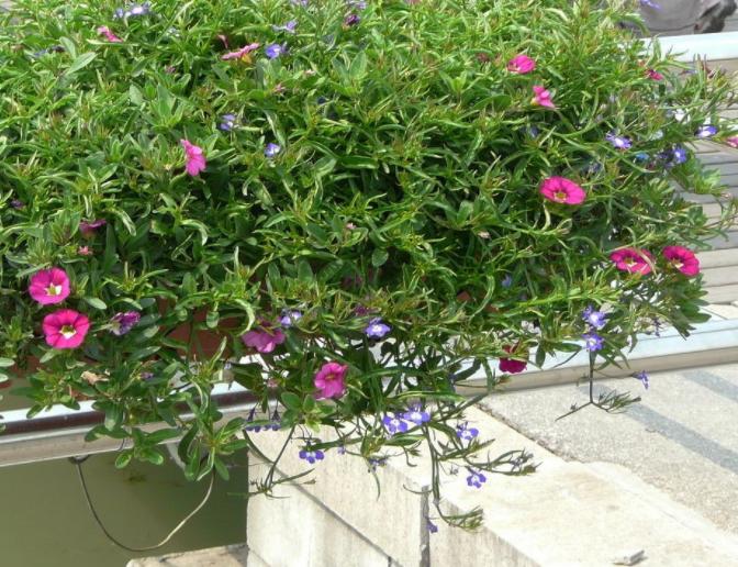 养吊兰绿萝用什么盆栽,绿萝吊兰怎样养