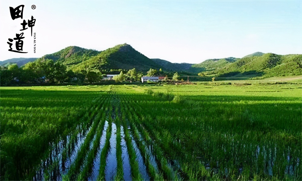 不容许错过的美食,有机大米与绿色大米